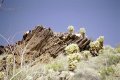 #3: Cholla