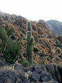 #2: Heart of Darkness with cactus