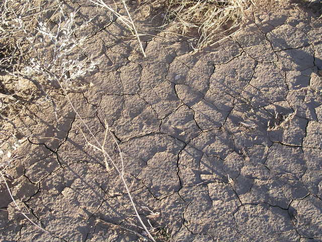 Ground cover and late afternoon shadows at 36N 111W