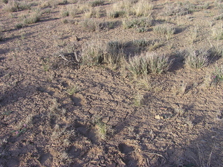 #1: The confluence point lies in soft, poor-quality soil, amongst thinly-spaced sagebrush