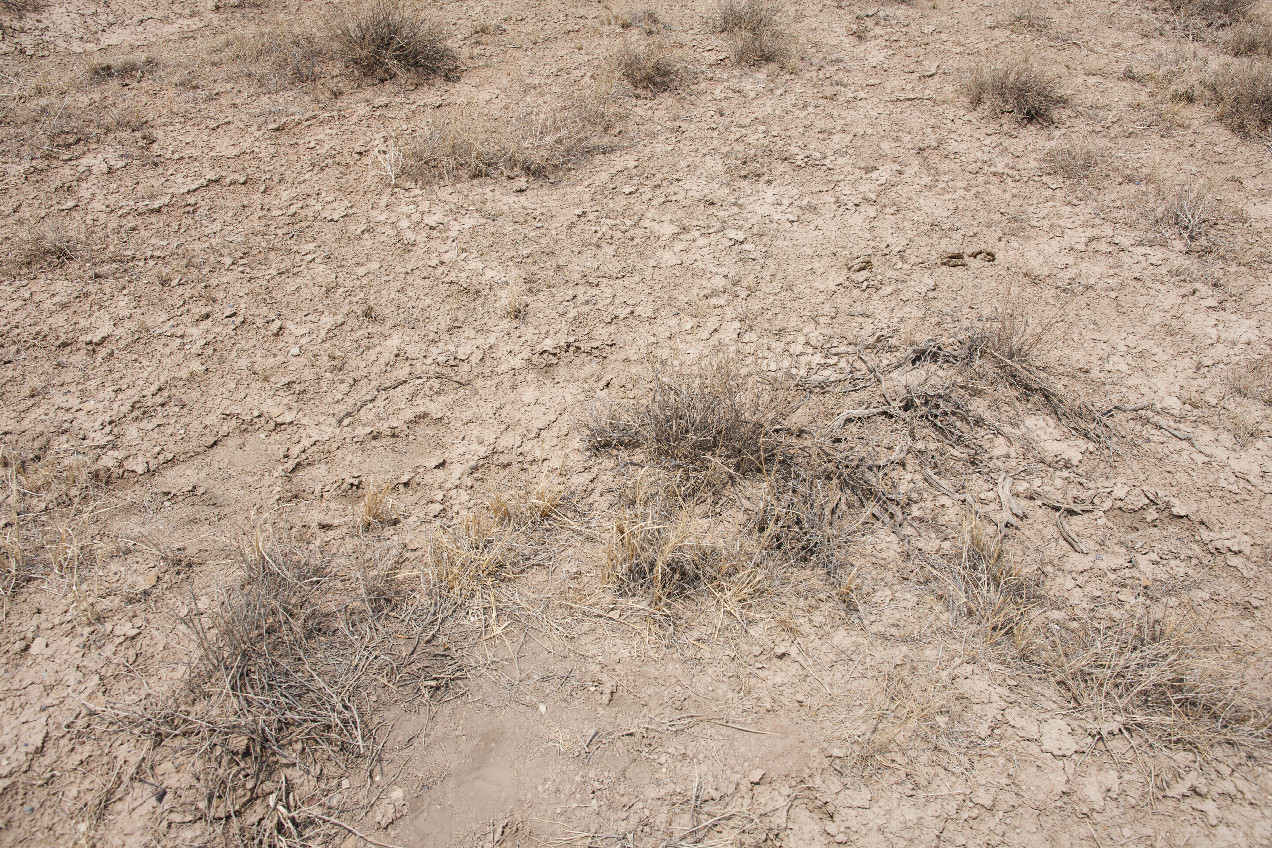 Ground cover at the confluence point