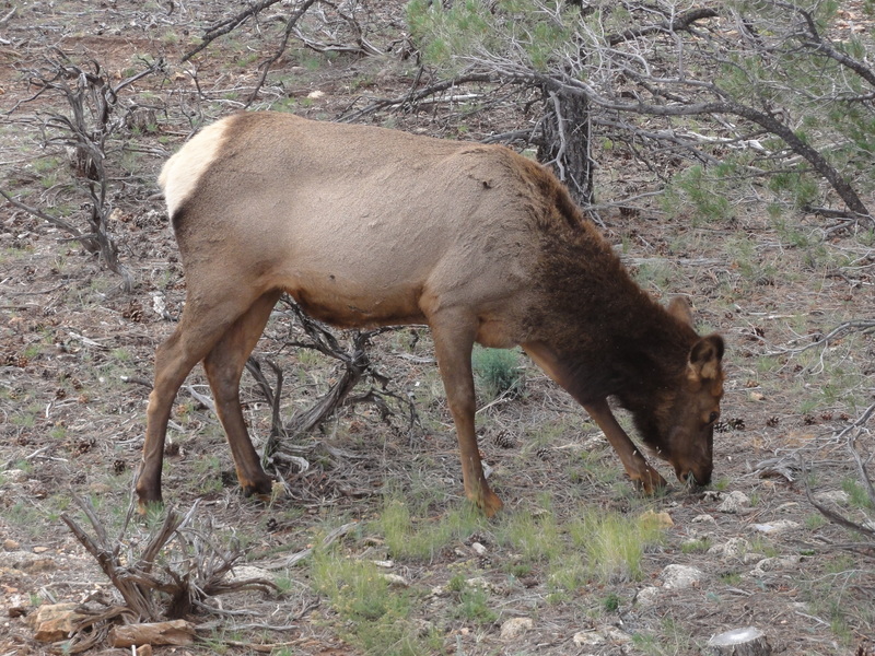 Mule deer