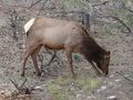 #5: Mule deer