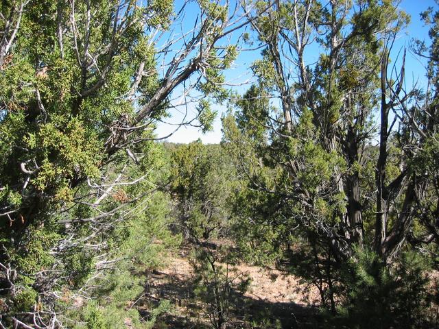 North toward the Grand Canyon