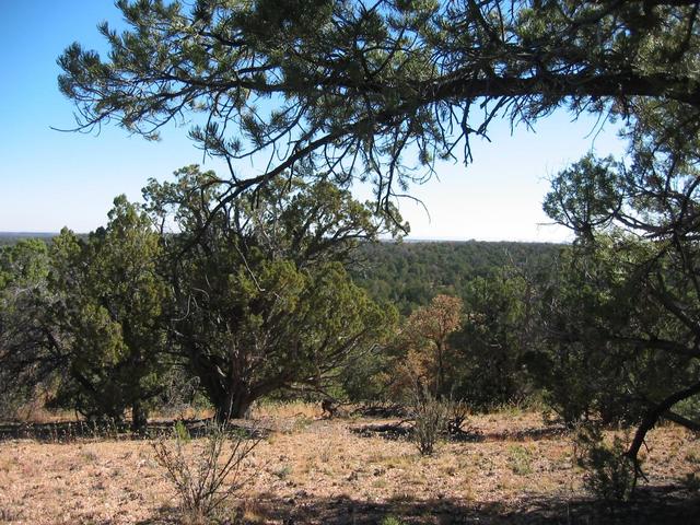 East toward the San Francisco Peaks