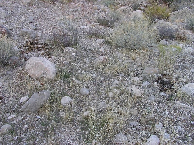 The confluence point lies beside a small wash, with desert grass, rocks, and horse poop