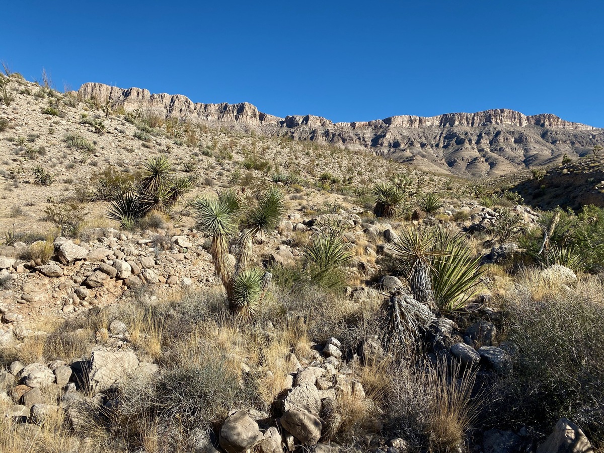 The confluence point lies next to a small drainage.  (This is also a view to the East, towards the Grand Wash Cliffs.)