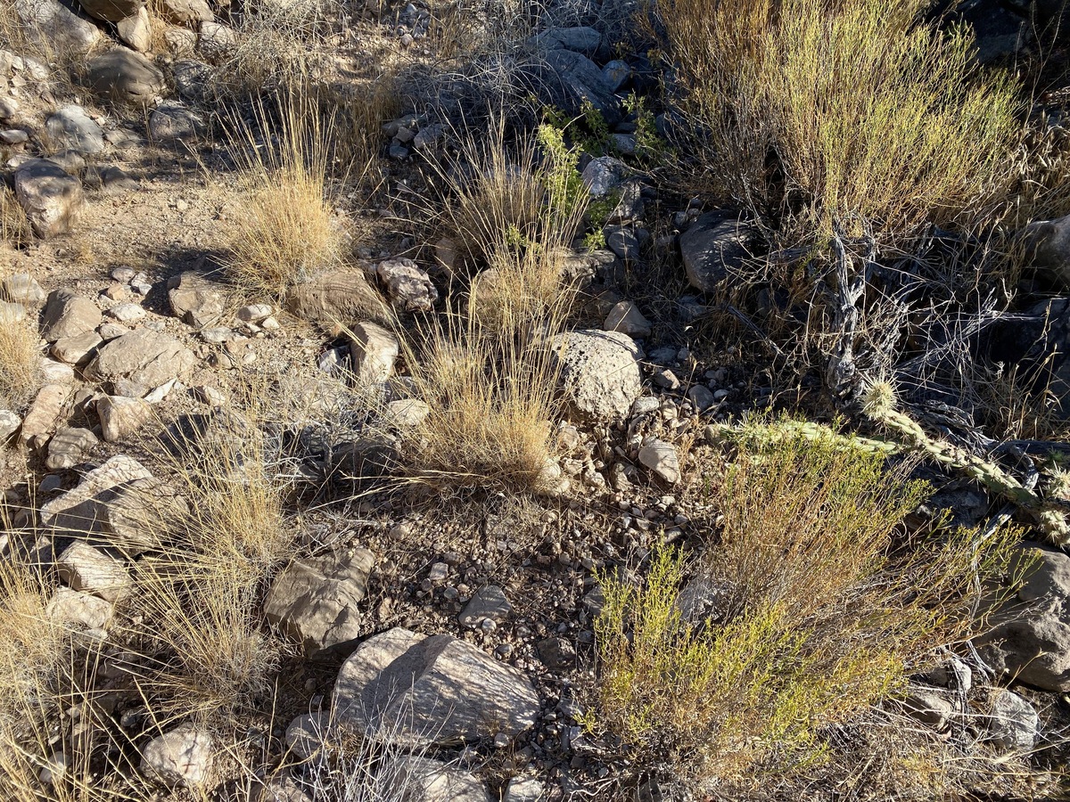 Ground cover at the confluence point