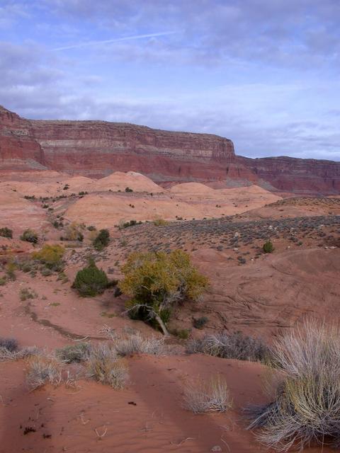 Cliffs of Cummings Mesa, vegetation.