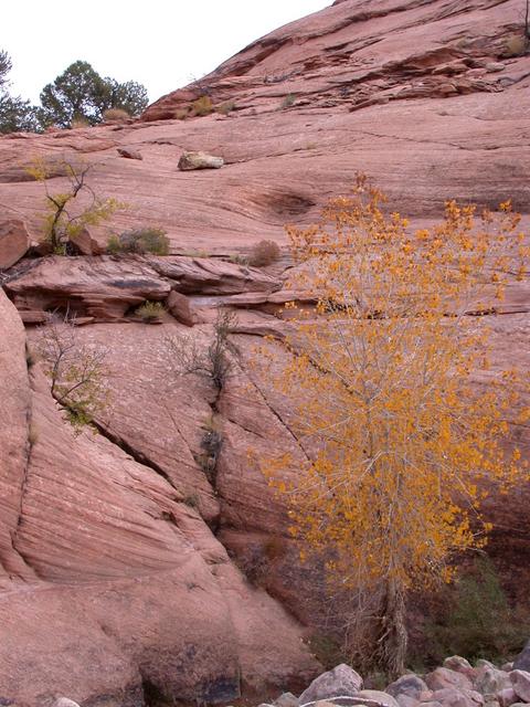 Cottonwood fall colors in Aztec Creek