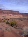 #10: Cliffs of Cummings Mesa, vegetation.