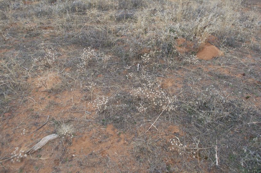 The confluence point lies in this undeveloped field of scrubby desert vegetation