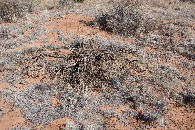 #5: Ground cover at the confluence point