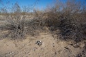 #4: The confluence point lies in front of this large bush