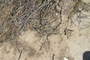 #2: Ground cover at the confluence.