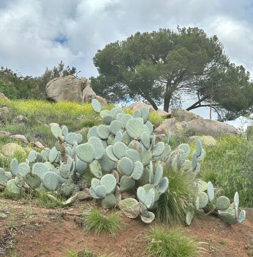 Local flora