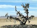 #7: Shoe tree