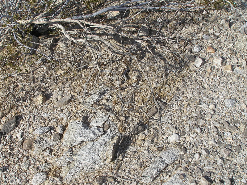 Desert ground cover at the confluence point.