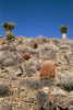 #3: Barrel cactus (and Yucca plants) near the confluence point.