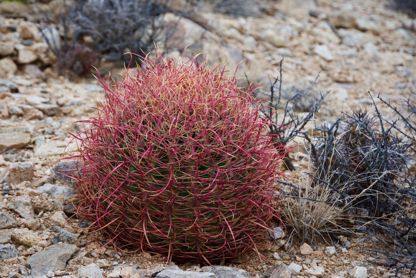 A striking-looking barrel cactus growing near the point