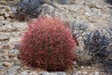 #8: A striking-looking barrel cactus growing near the point