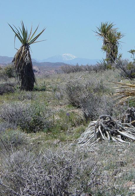 San Gorgonio Mtn to the West.