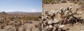 #9: Boulders + Desert Plants