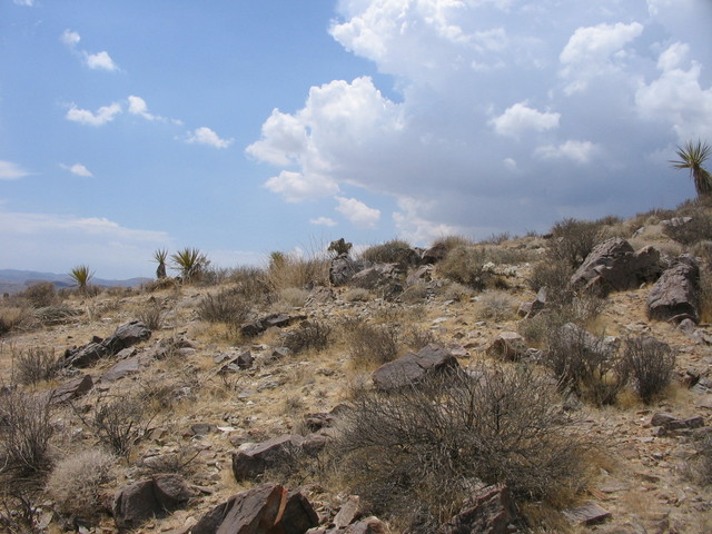 View from the confluence to the west