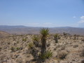 #3: View from the confluence to the south