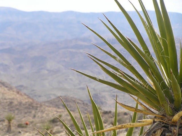 Joshua Tree view to the south.