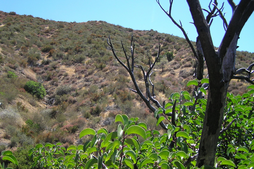 Looking south at the confluence site from across the gully.  The left burnt branch runs right through the confluence point, about 40% of the way up the slope.