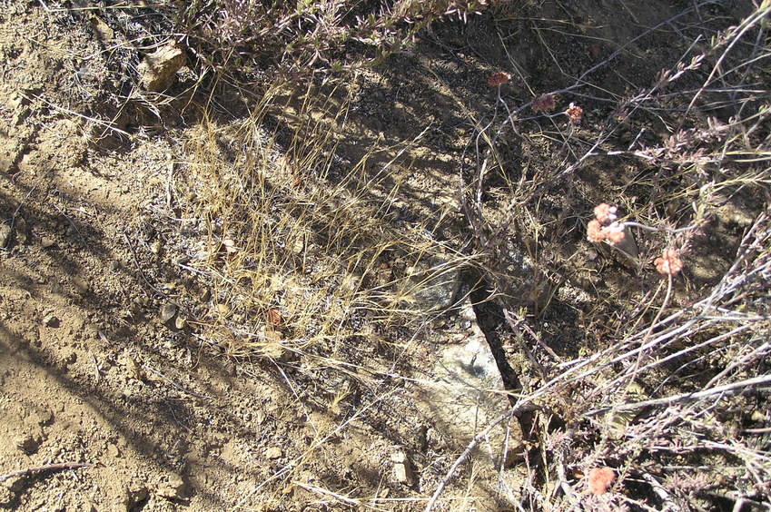 Chaparral groundcover at the confluence site.