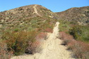 #6: Trail through the chaparral, 300 meters north of the confluence.