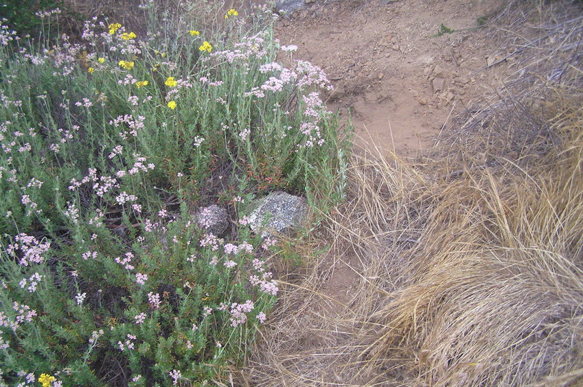 Ground cover near the confluence point in the chaparral ecoregion.
