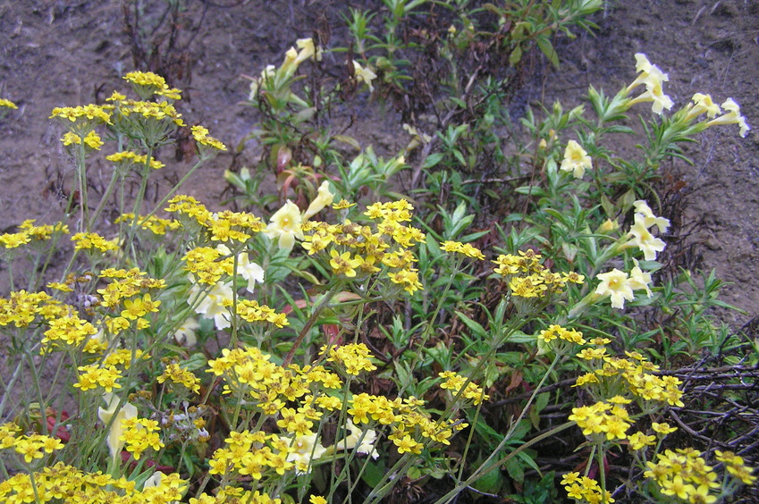 Wildflowers at the confluence site.
