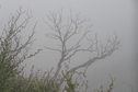 #7: Misty view to the northwest from the confluence site.