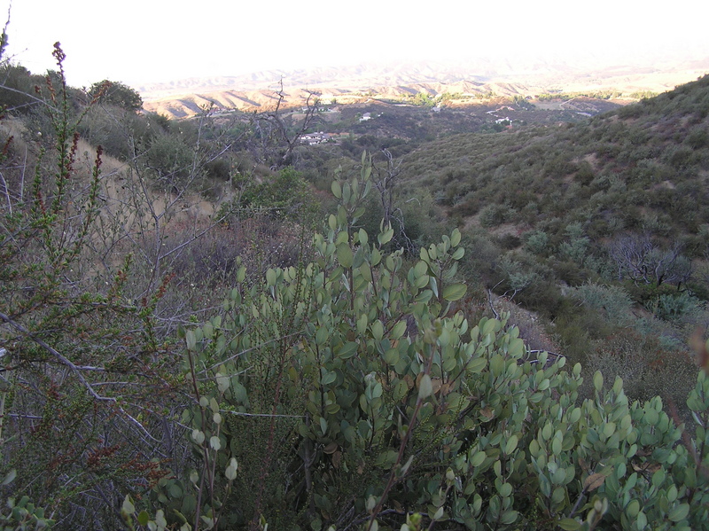 Ground cover at the confluence, looking west northwest.