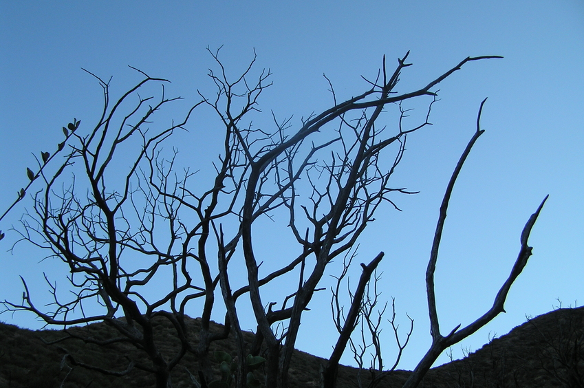 Branches view to the east from the confluence.