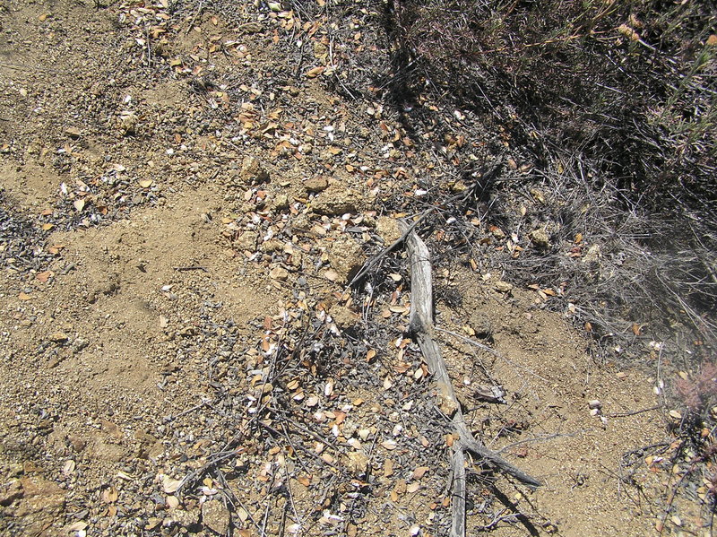 Ground cover at the slippery and steep point of the confluence. 