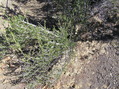 #2: Watch your step!  Steep and loose groundcover, with thorns, at confluence.