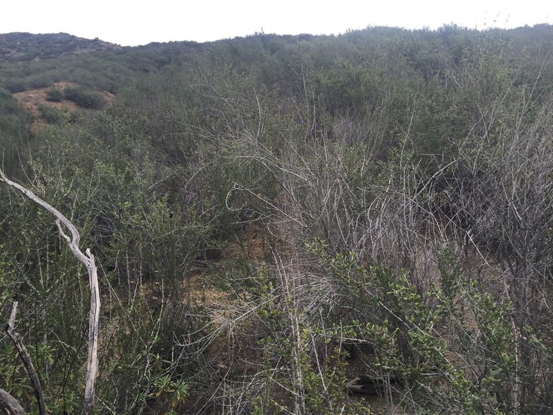 View to the south from the confluence.