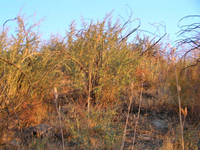 View to the south near the confluence.