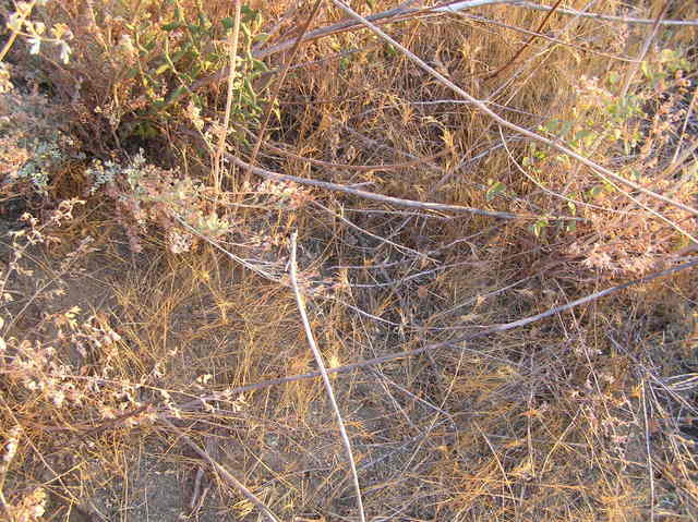 The Chaparral Biome:  Groundcover at 34 North 117 West.