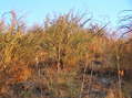 #3: View to the south near the confluence.