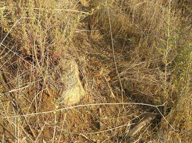 Groundcover at the confluence.