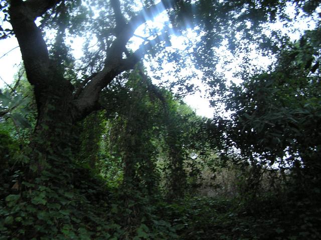 Downslope from the confluence, looking west.