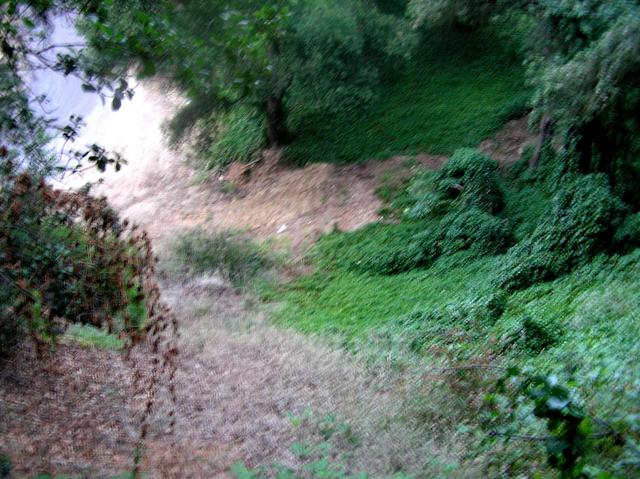 Looking downslope toward the road, to the east.