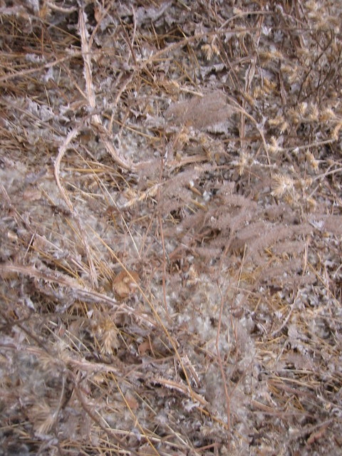 The confluence with prickly vegetation