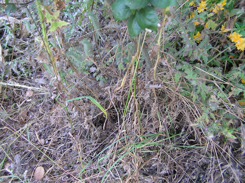 Grassy and thorny ground cover at the confluence point, but fortunately, on fairly flat ground, sloping 10 degrees to the north.