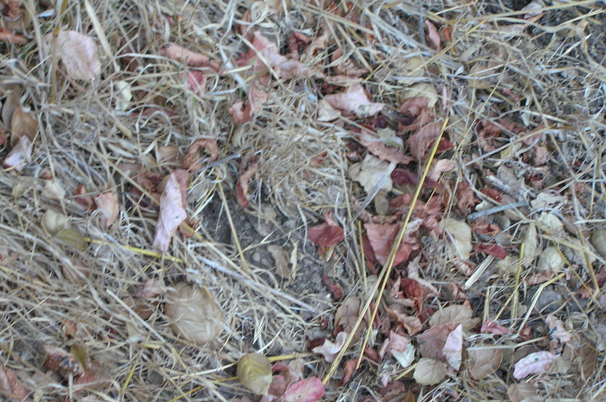 Groundcover at the confluence.